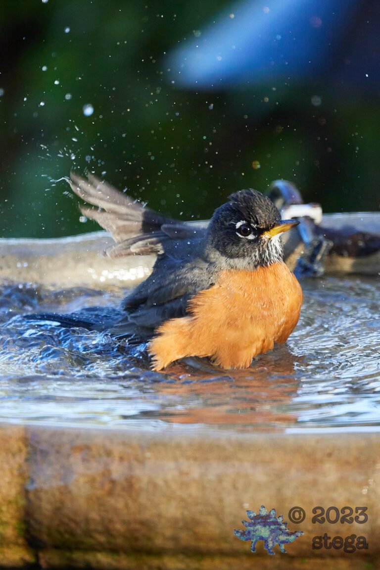 American Robin