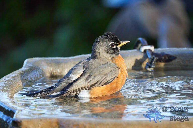 American Robin