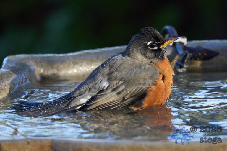 American Robin