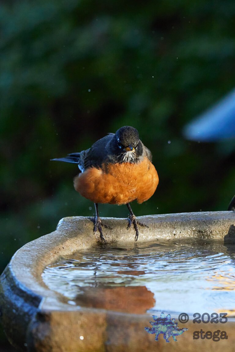 American Robin