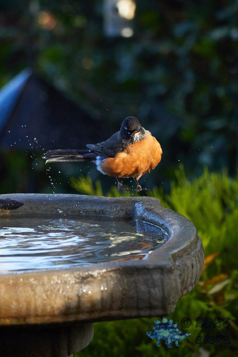 American Robin