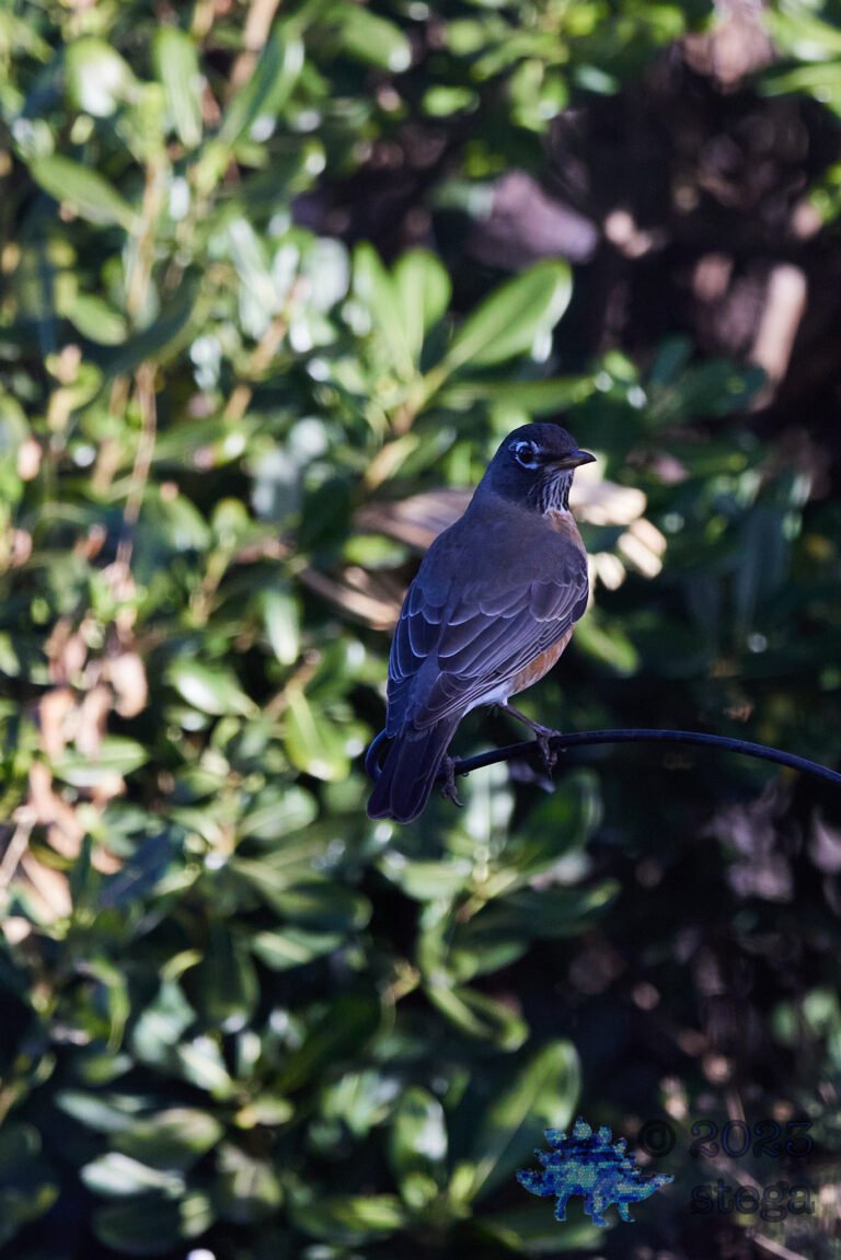 American Robin