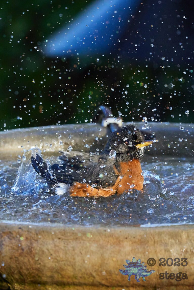 American Robin