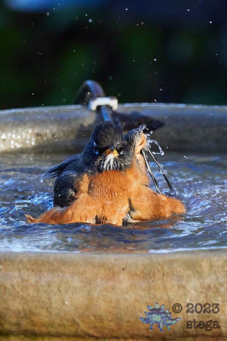 American Robin