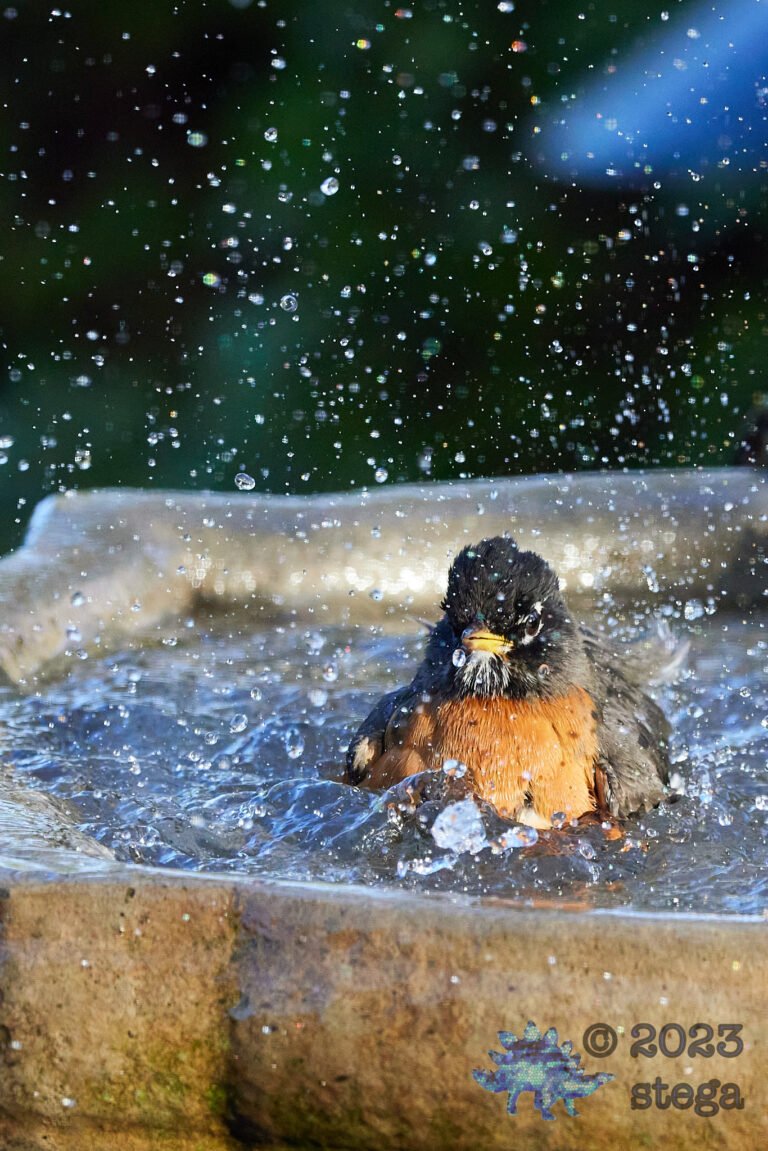 American Robin