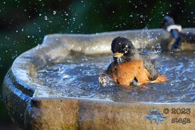 American Robin