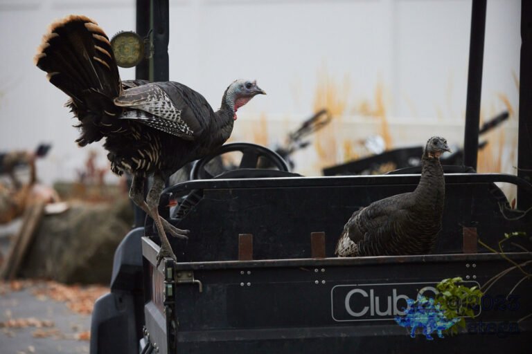 Turkey Week