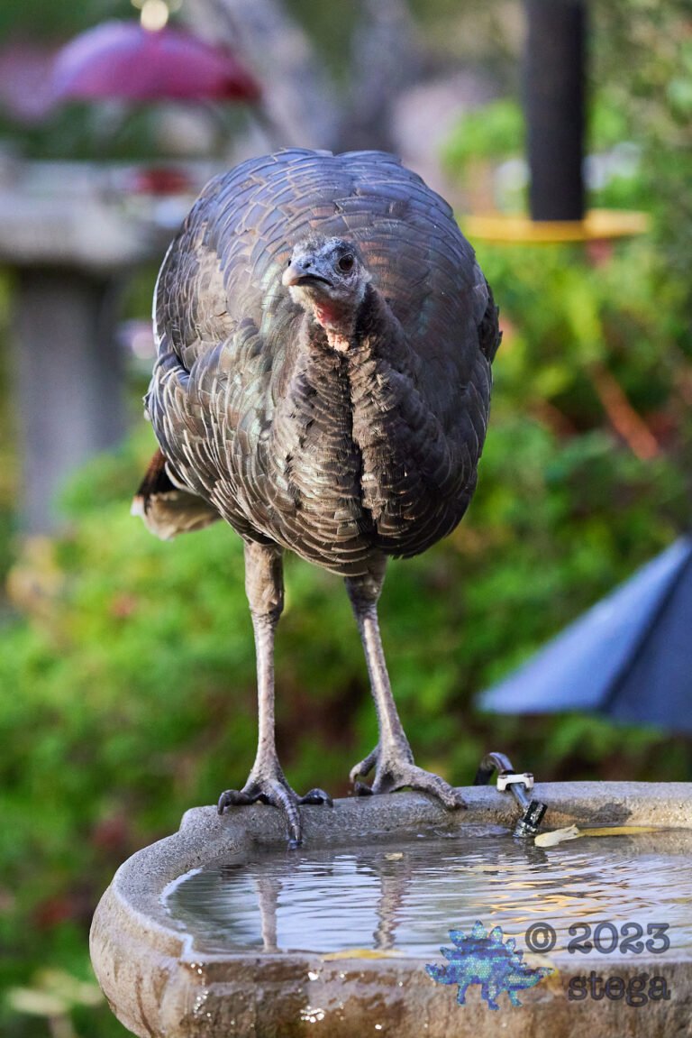 Turkey Week