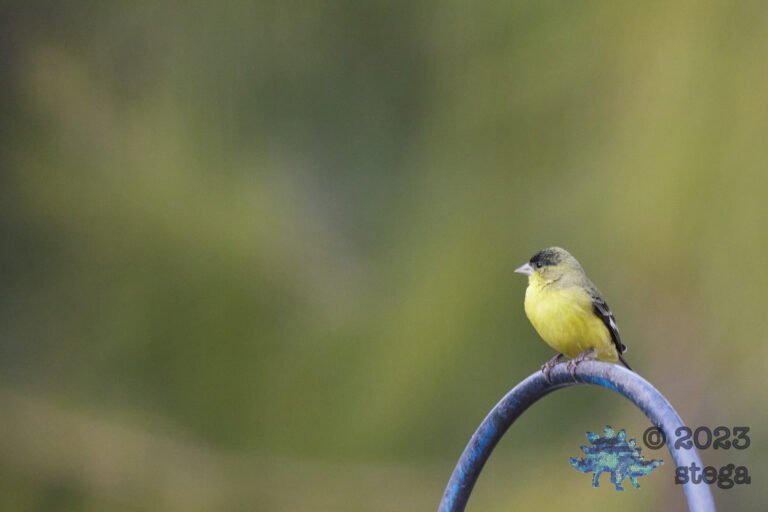 Lesser Goldfinch