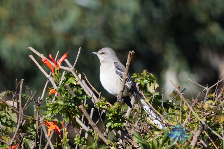 Northern Mockingbird
