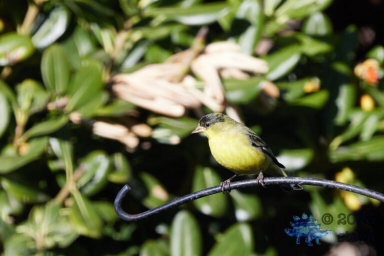 Lesser Goldfinch