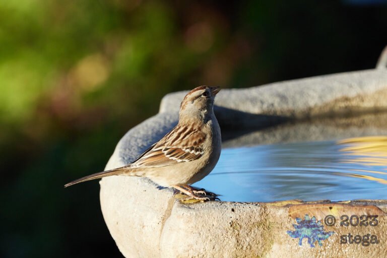 White-Crowned Sparrow