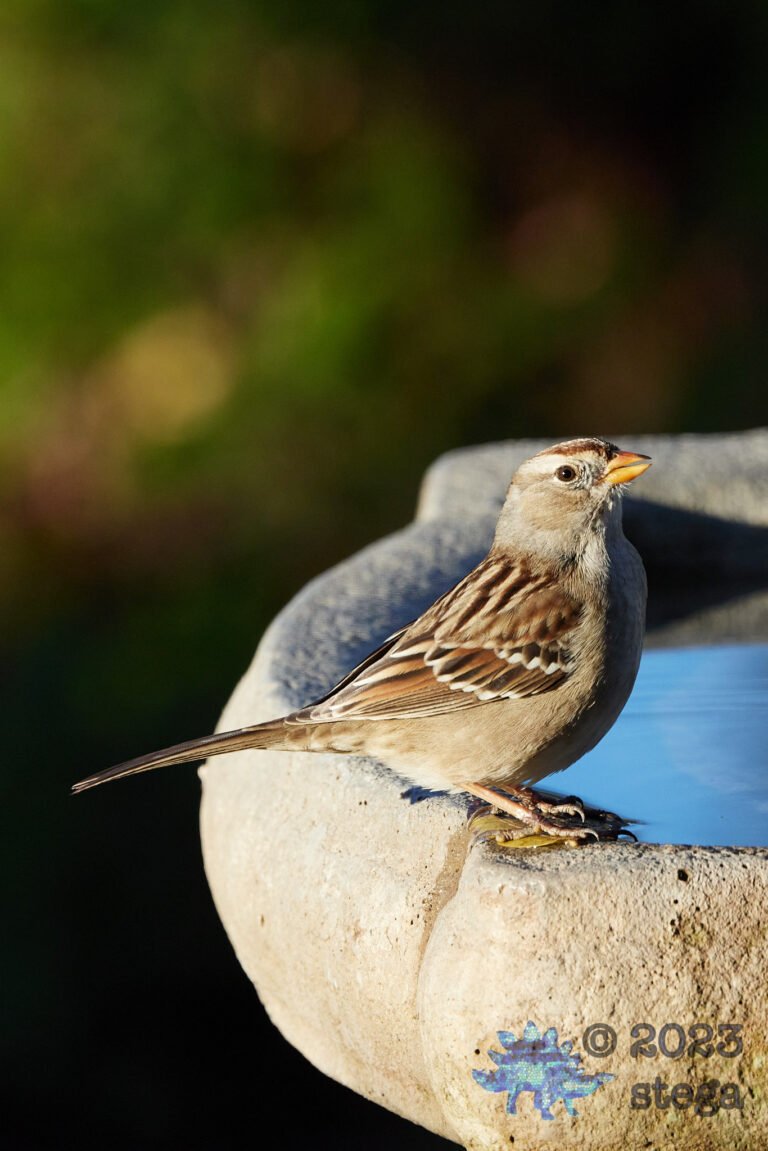 White-Crowned Sparrow