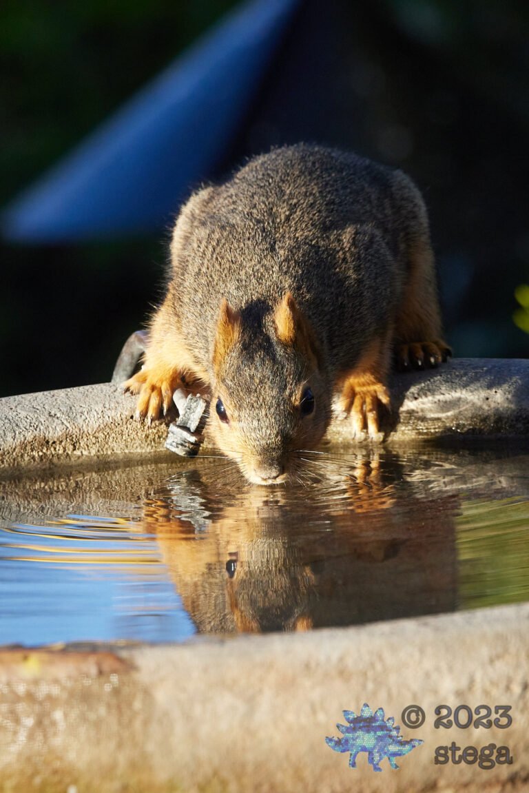 Fox Squirrel