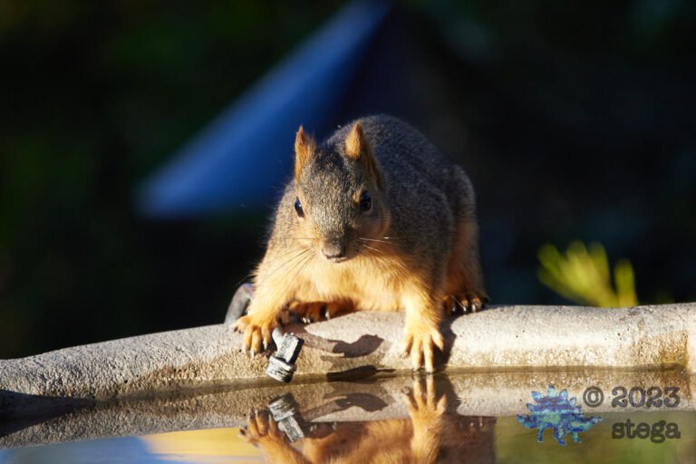 Fox Squirrel