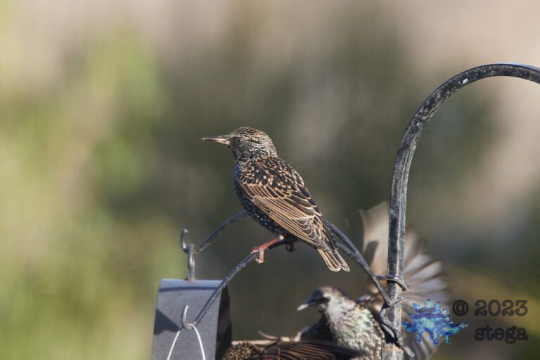 European Starling