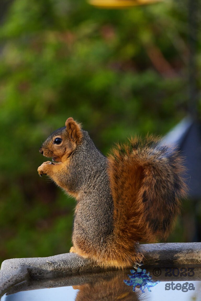 Fox Squirrel