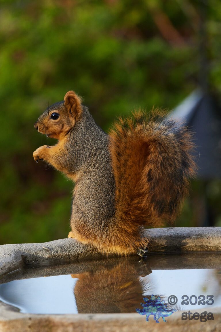 Fox Squirrel