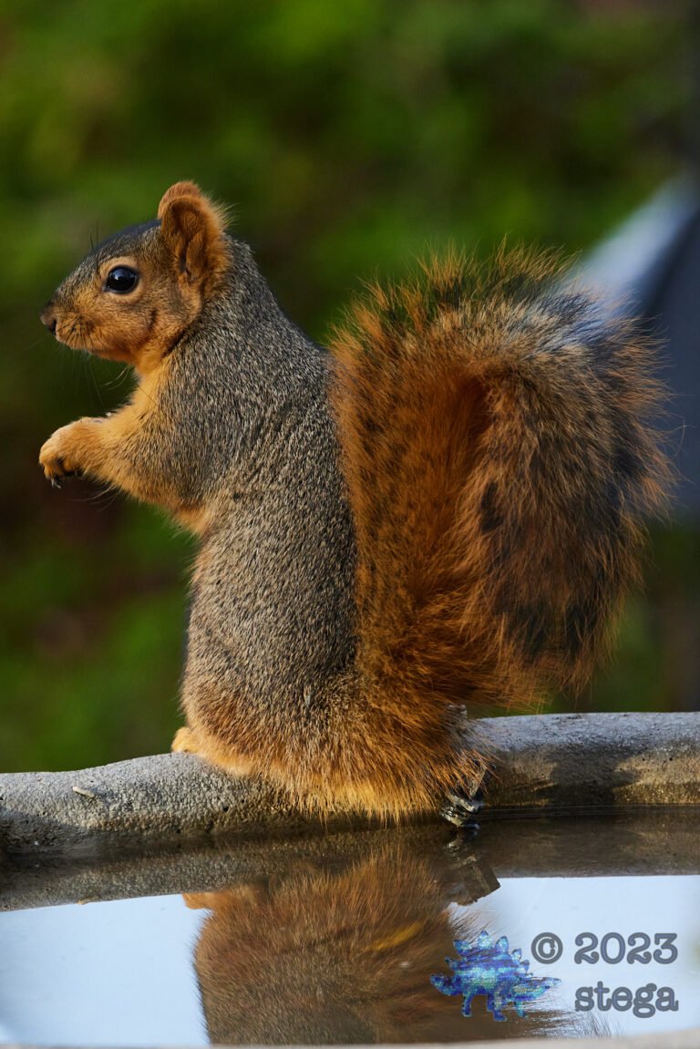 Fox Squirrel