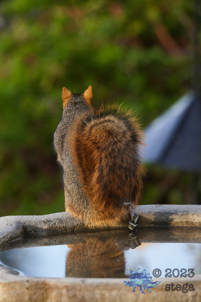 Fox Squirrel