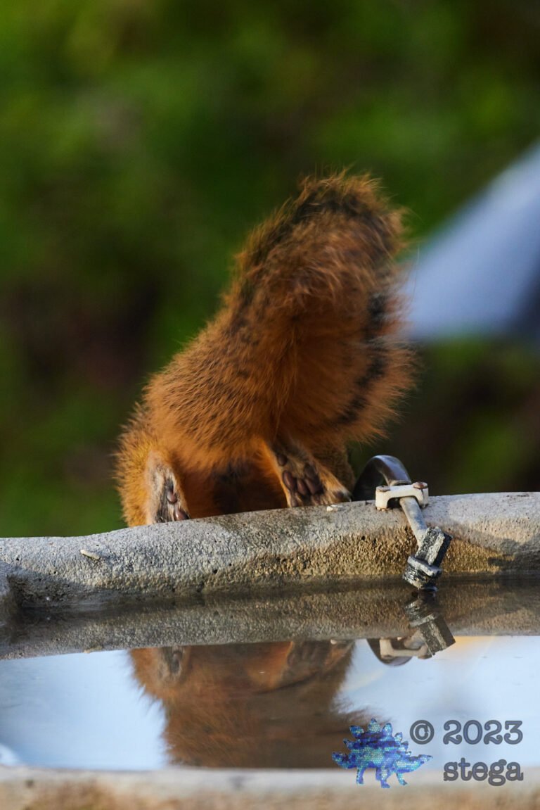 Fox Squirrel