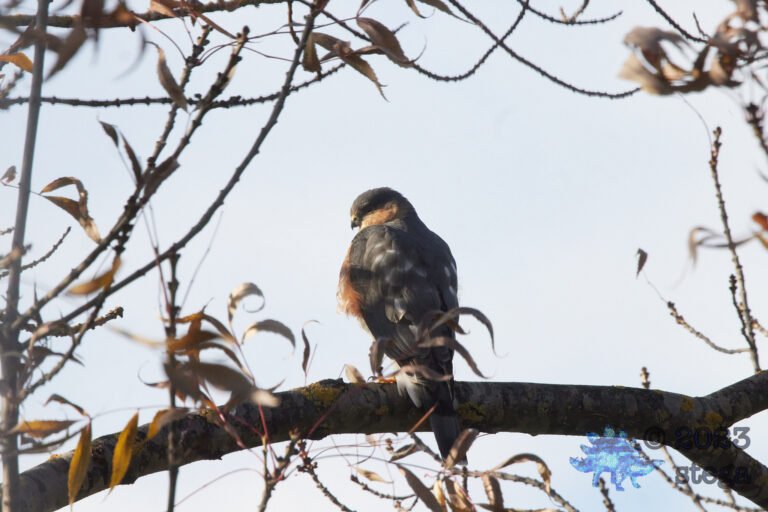 Cooper’s Hawk