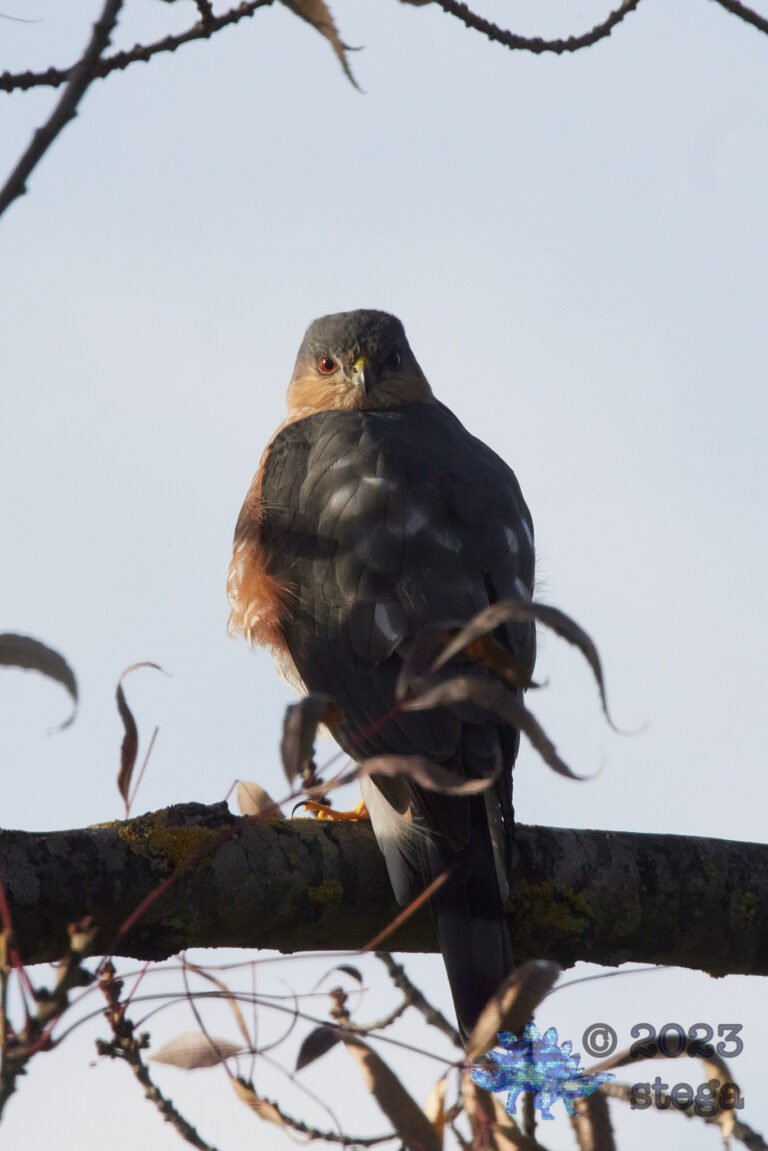 Cooper’s Hawk
