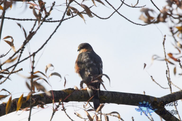 Cooper’s Hawk