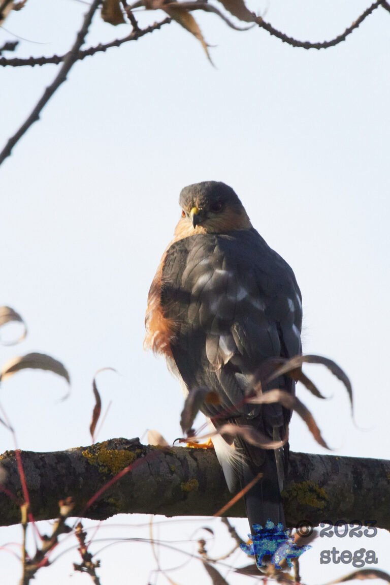 Cooper’s Hawk