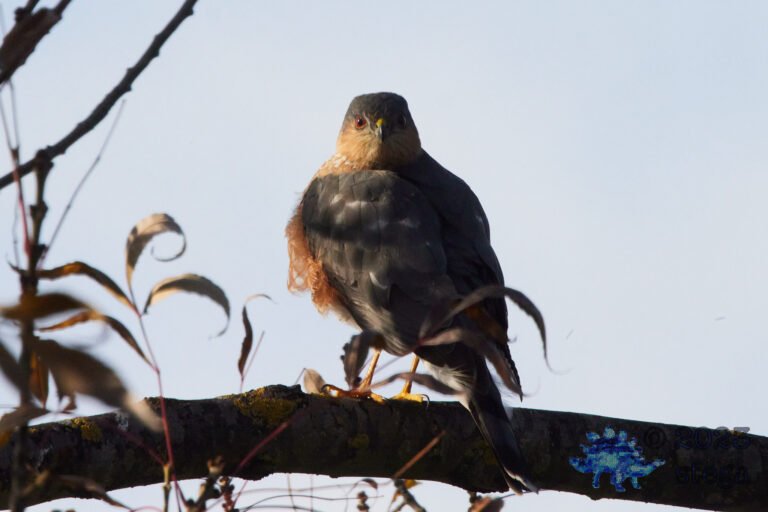 Cooper’s Hawk