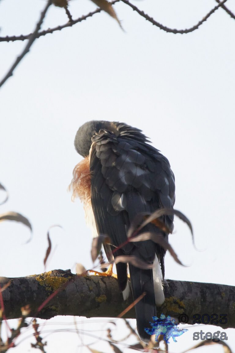 Cooper’s Hawk
