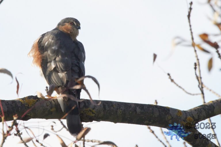 Cooper’s Hawk