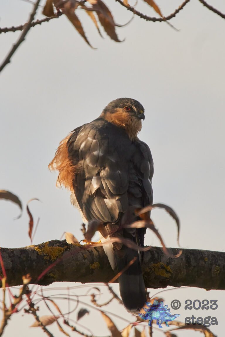Cooper’s Hawk