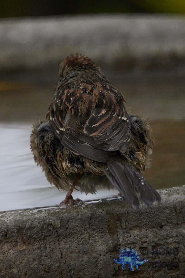 Gold-Crowned Sparrow