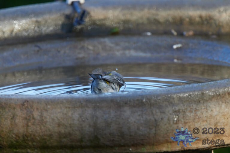 Yellow-Rumped Warbler