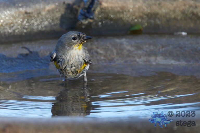 Yellow-Rumped Warbler