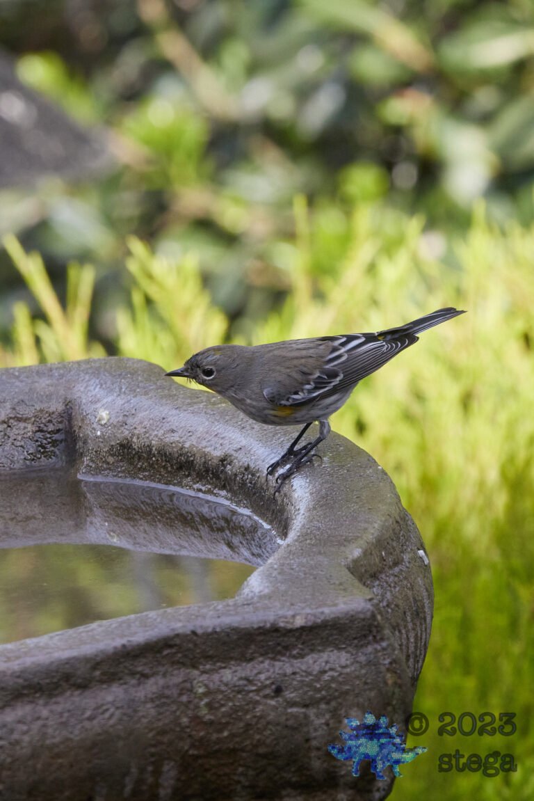 Yellow-Rumped Warbler