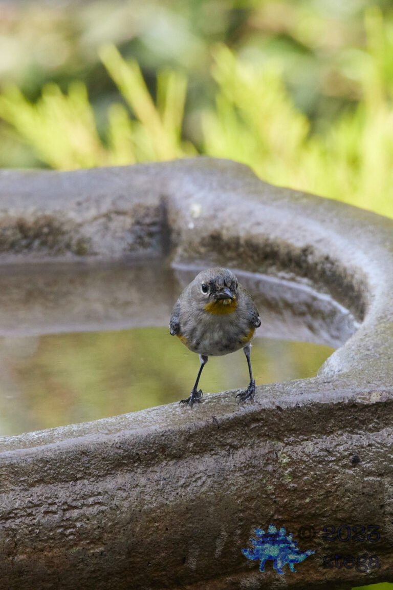Yellow-Rumped Warbler