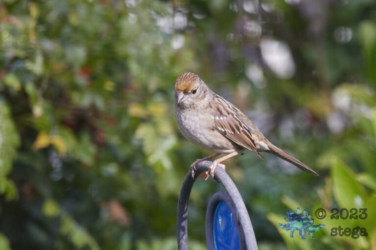 Gold-Crowned Sparrow