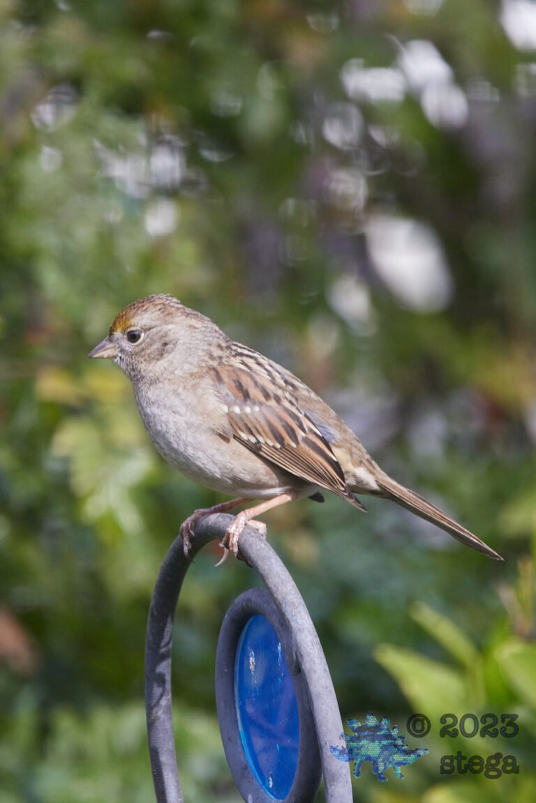 Gold-Crowned Sparrow