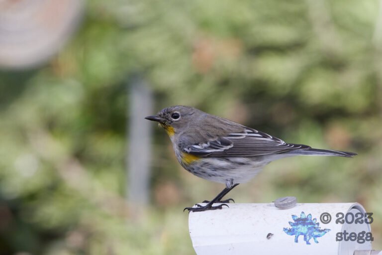 Yellow-Rumped Warbler