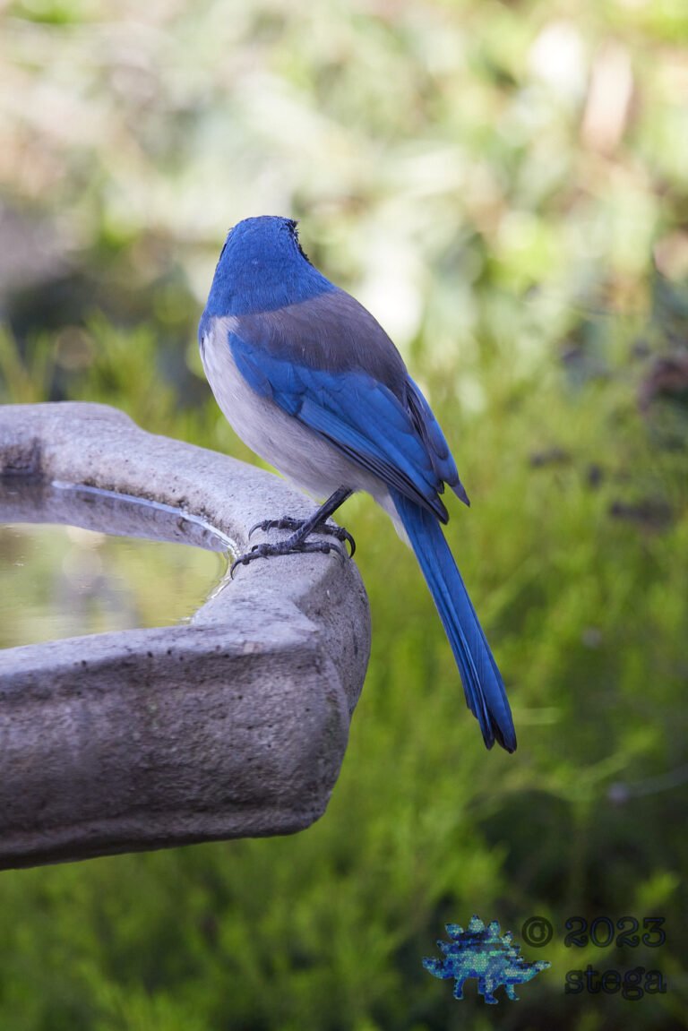 California Scrub Jay