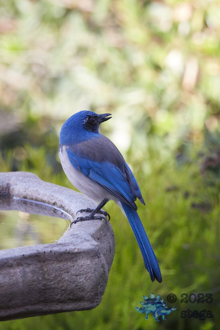 California Scrub Jay