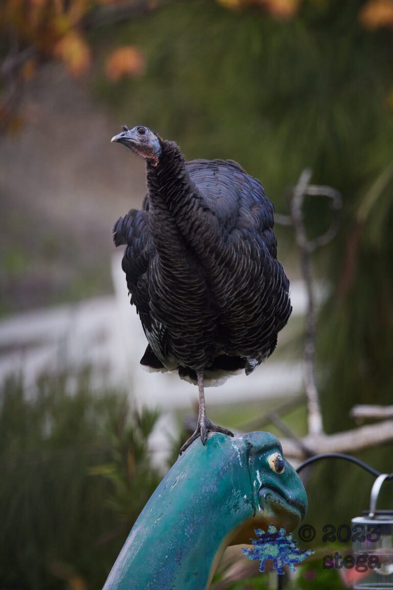 Turkey Week