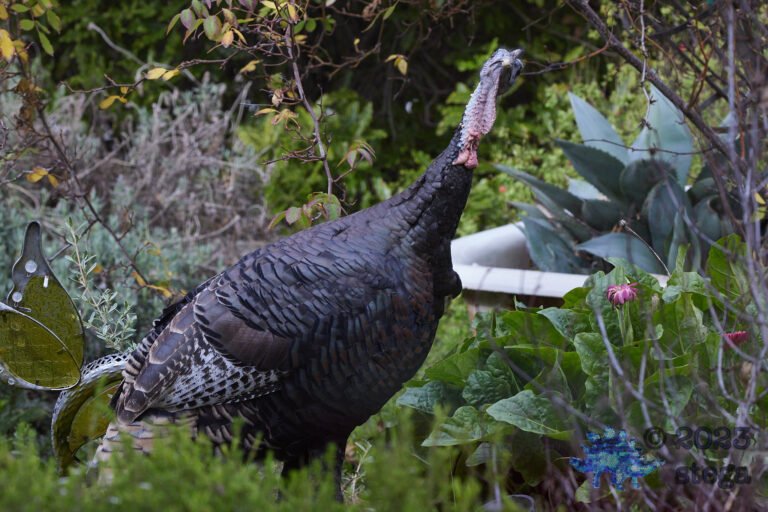 Turkey Week