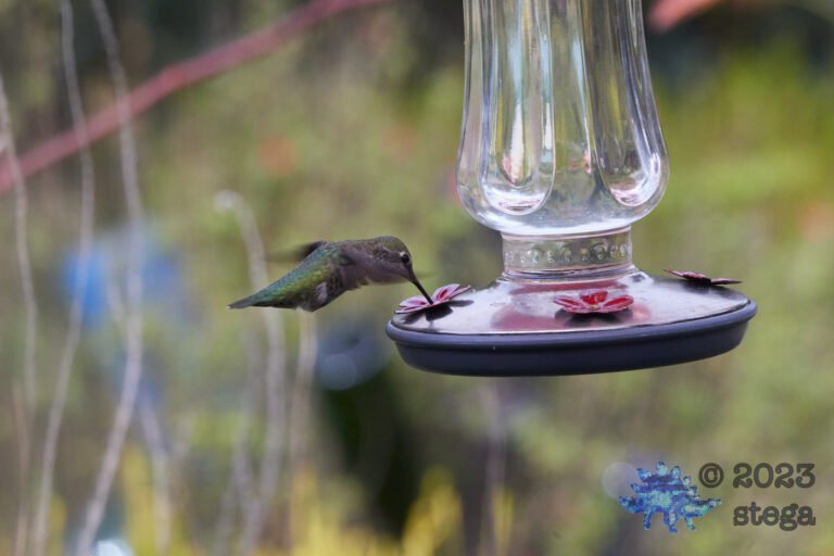 Anna’s Hummingbird