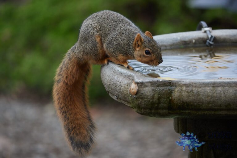 Fox Squirrel