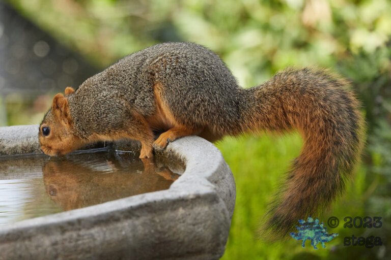 Fox Squirrel