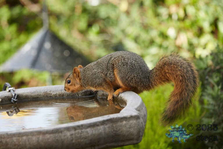 Fox Squirrel