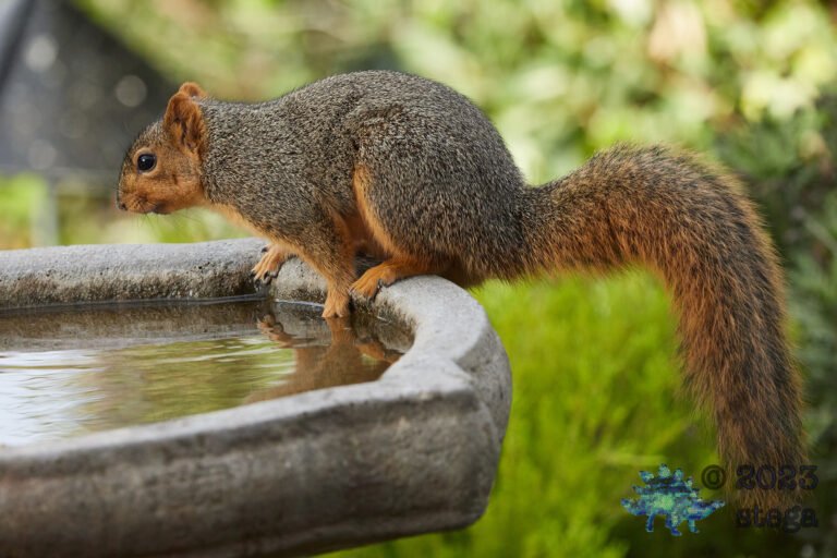 Fox Squirrel